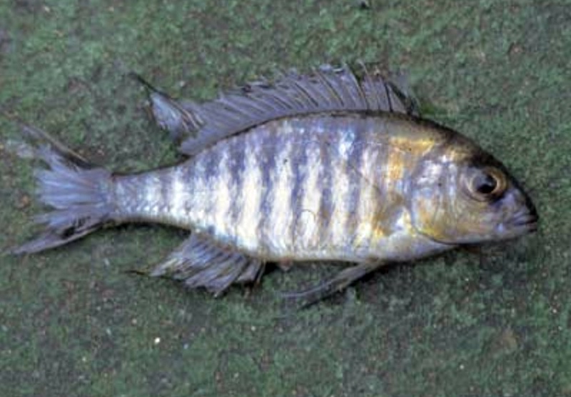 Lethrinops sp. 'blue orange' South East Arm